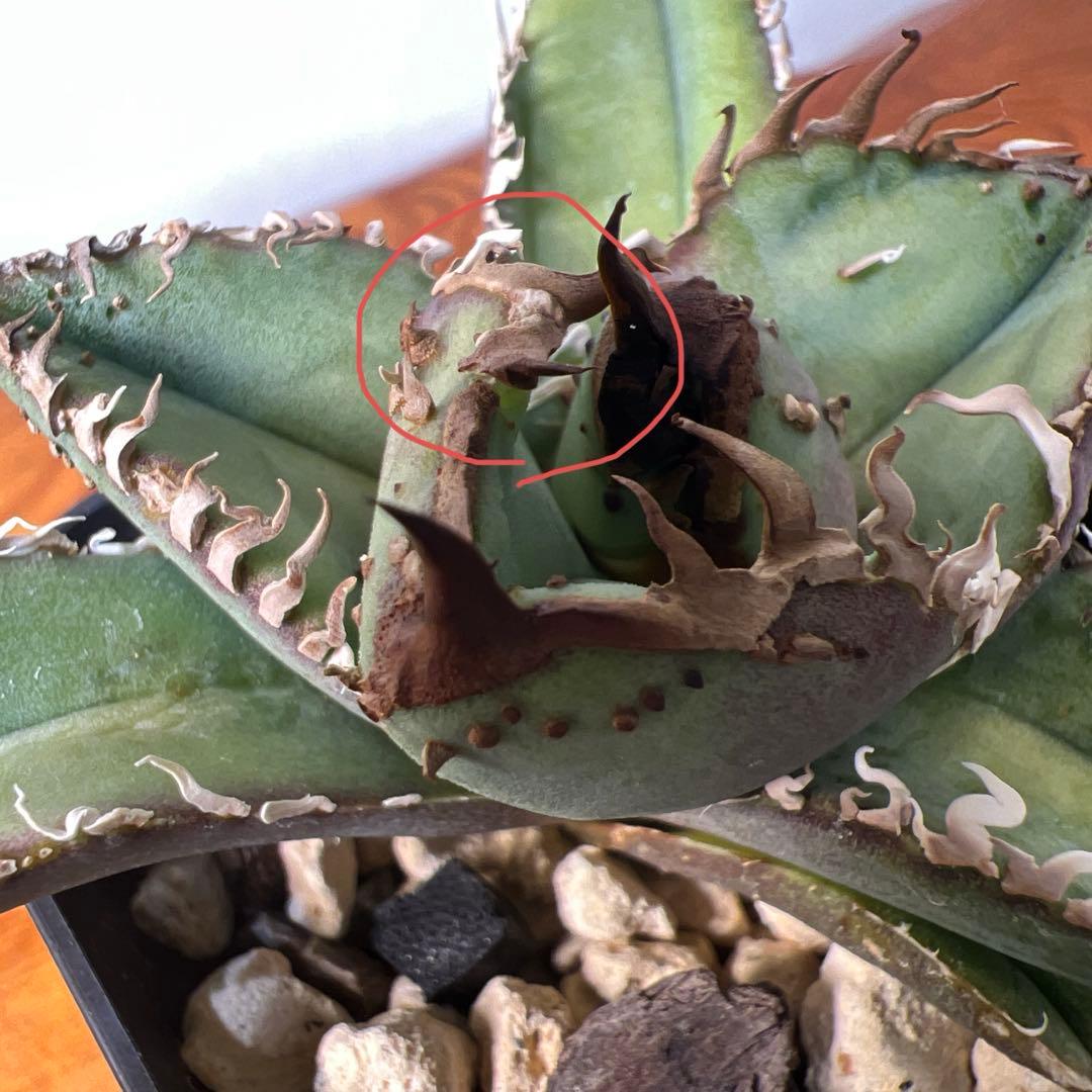 アガベ・チタノタ・MS-WV （スタッズ ブツブツ ）