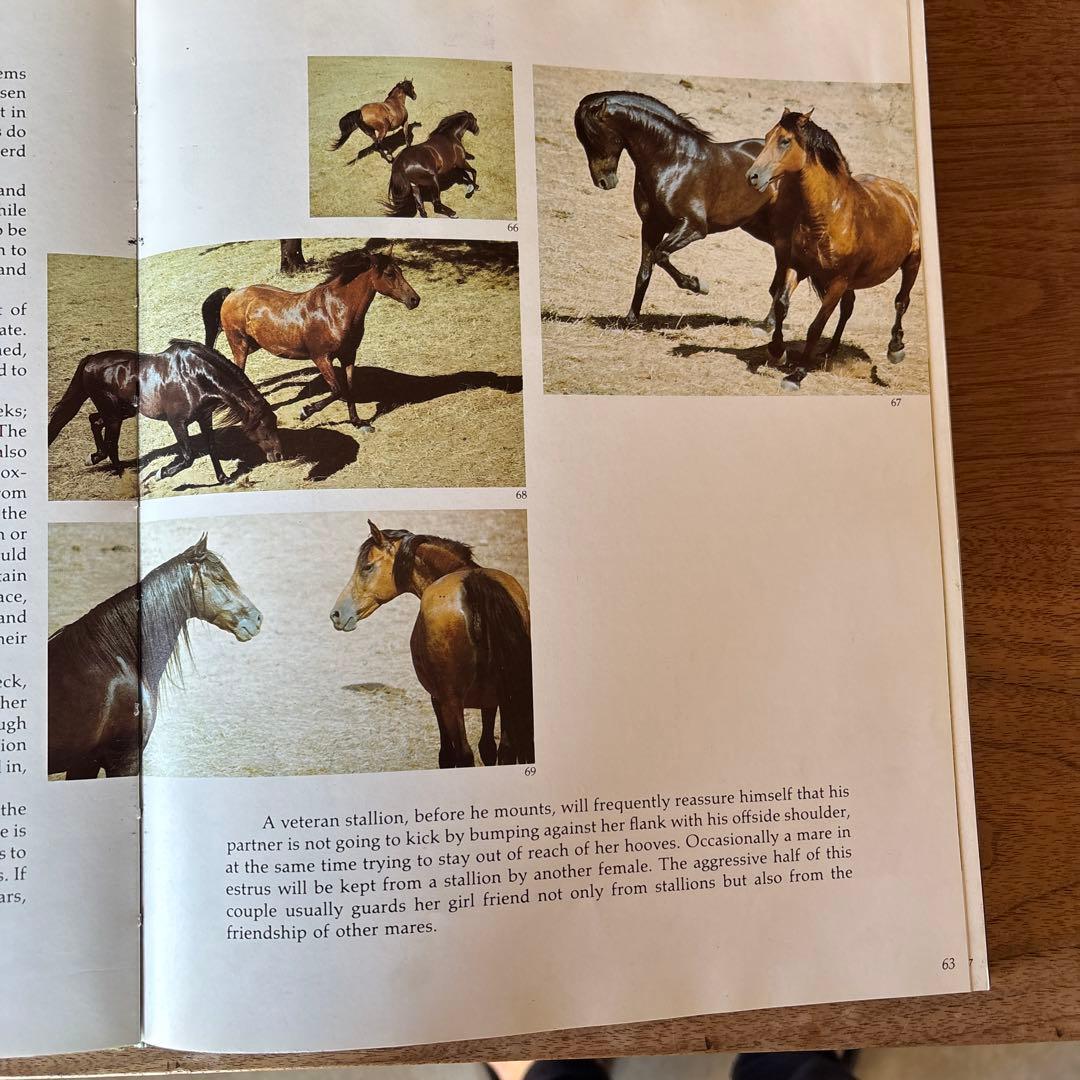 洋書 Such Is the Real Nature of Horses